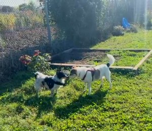 Anubis und Nicky