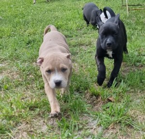 Cookie, Ilvy, Taro