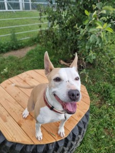 Emmi