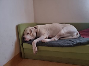 Mara Sofa