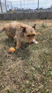 Rusty im Spiel