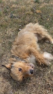 Rusty liegt