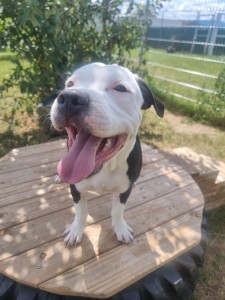 Taro08.25