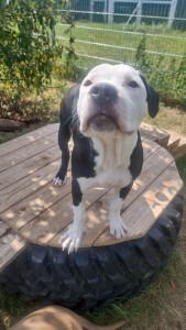 Taro08.25.1