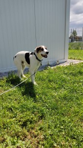 Willi