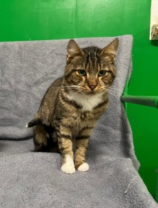 Spencer, 10+