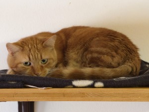 Aiko