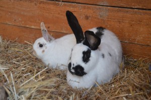 Bert und Bianca