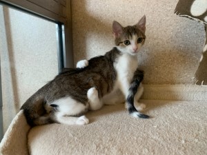 Cindarella spielt