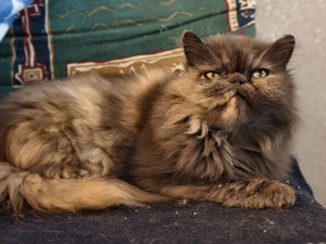 Cleo