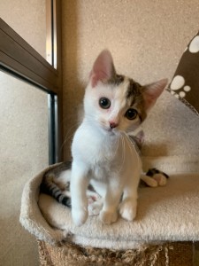Elsa