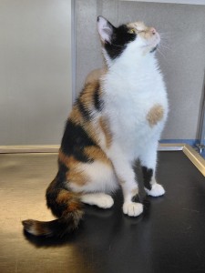Elsie Profil