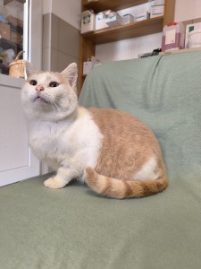 Heidi