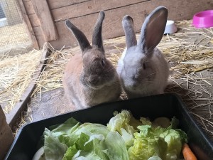 Honey und Smokey