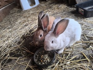 Honey und Smokey1