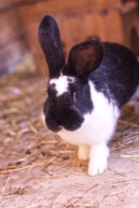 Kaninchen_Bub2 w