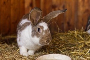 Kaninchen_Weibi4 w