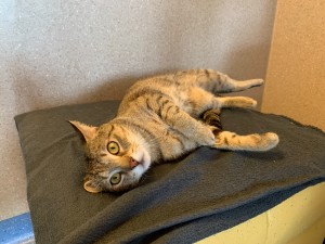 Kasimir Pose