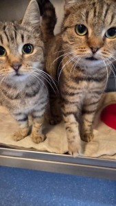 Linus und Striezi Miezi