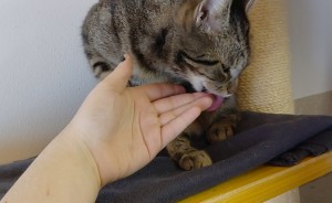 Luna putzt