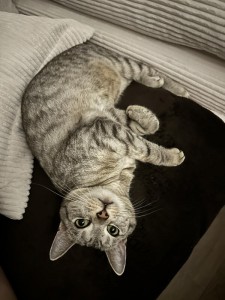 Mila