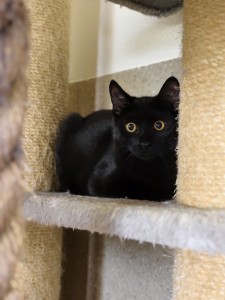 Morticia Kratzbaum