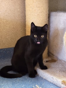 Morticia schleckt