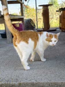 Otto Catwalk