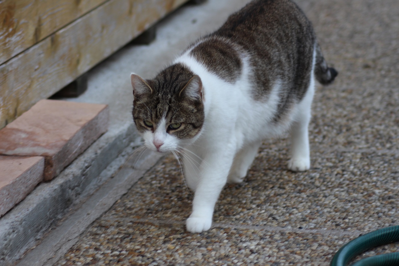 Tierheim Ternitz Katzen