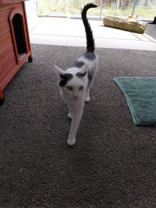 Sammy