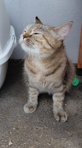 Sandy Pose