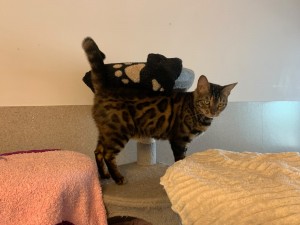 Stella Pose