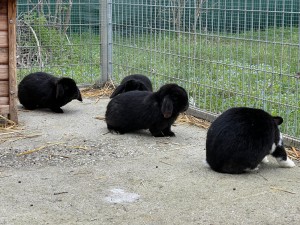 Kaninchenbande