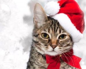 christmas-cat1