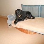 Hundezimmer mit Couch